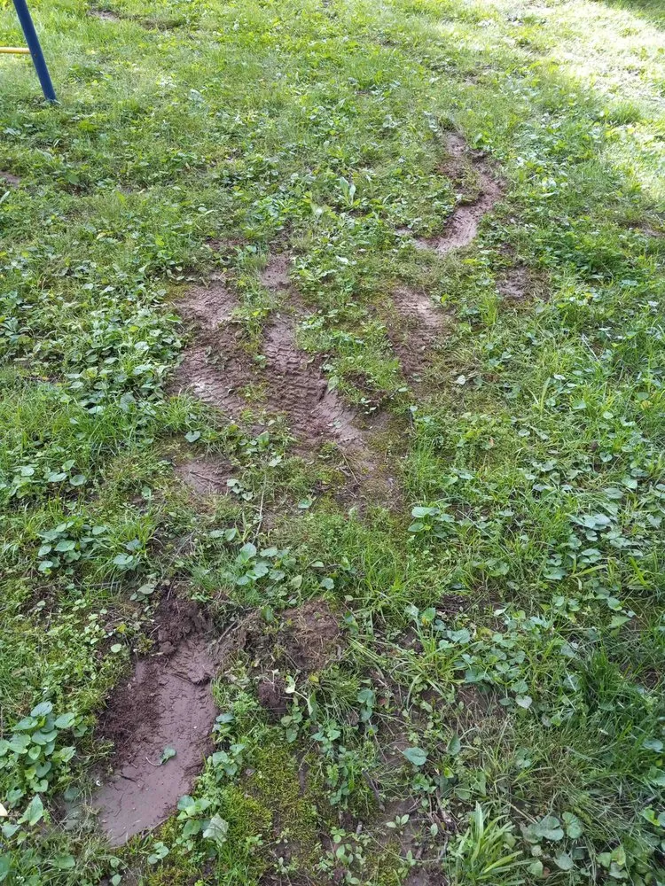 Trusted yard cleanup service experts serving Louisville, KY - Clean Air Lawn Care- Louisville