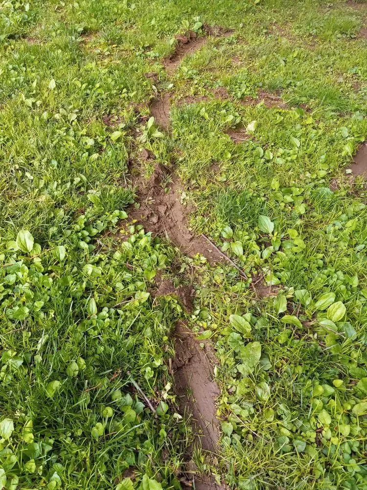 Top-rated lawn mowing service in Louisville, KY - Clean Air Lawn Care- Louisville