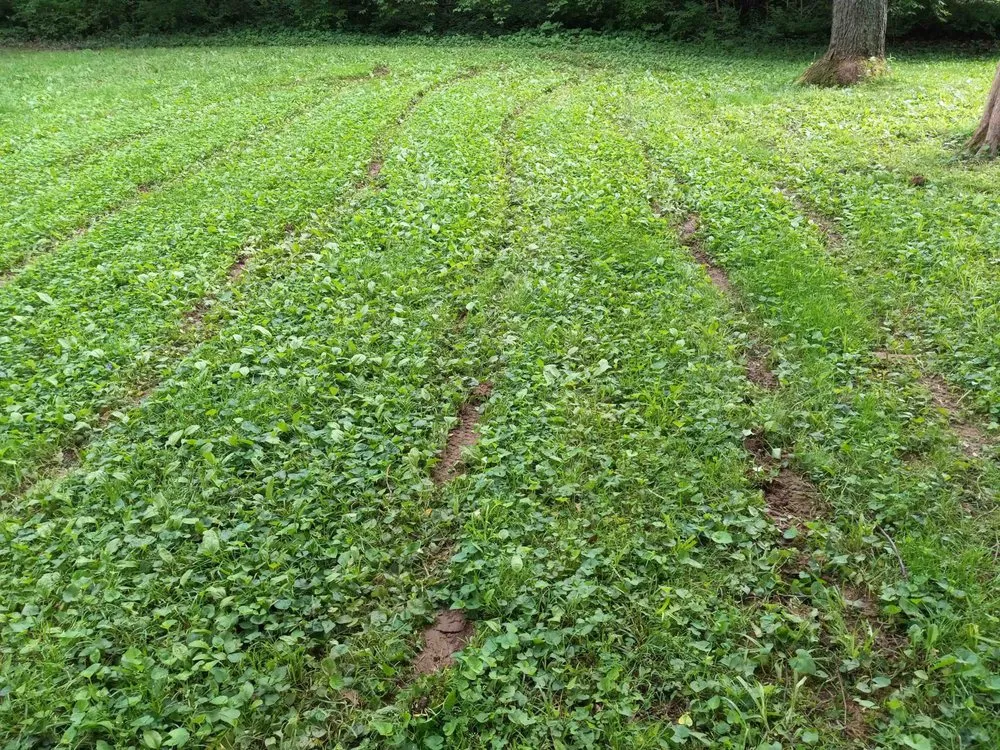 Custom landscape installation in Louisville, KY by Clean Air Lawn Care- Louisville