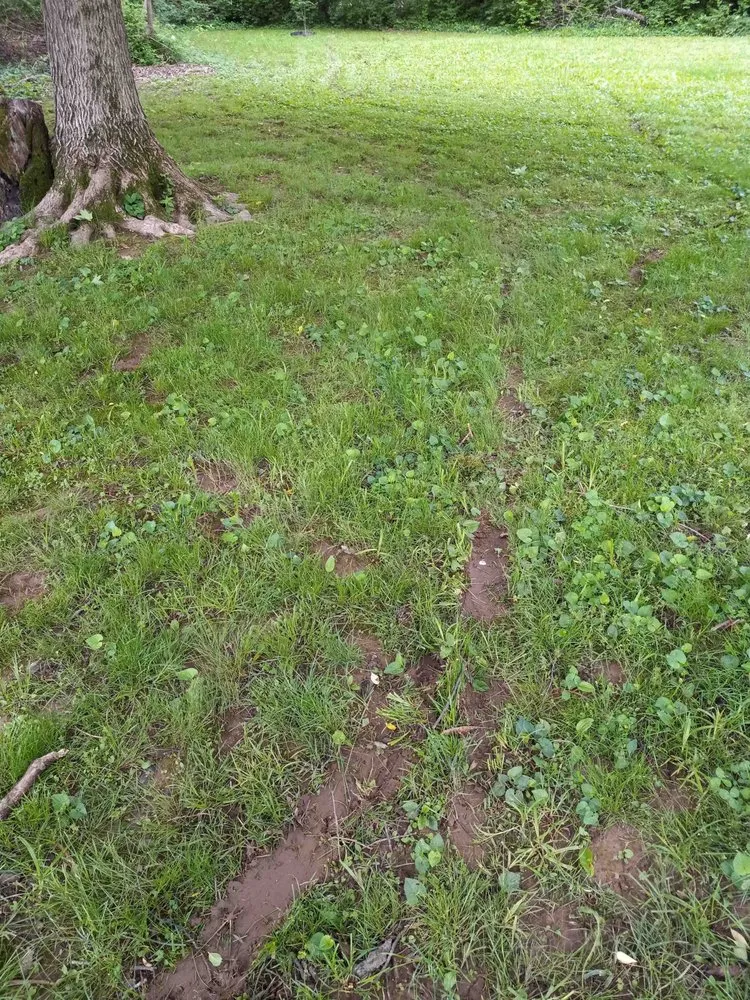 Professional residential landscaping for homes across Louisville, KY - Clean Air Lawn Care- Louisville