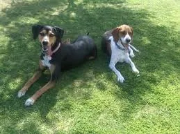 Top-rated residential landscaping in Charlotte, NC - Clean Air Lawn Care