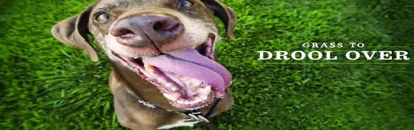 Clean Air Lawn Care North Delaware Logo