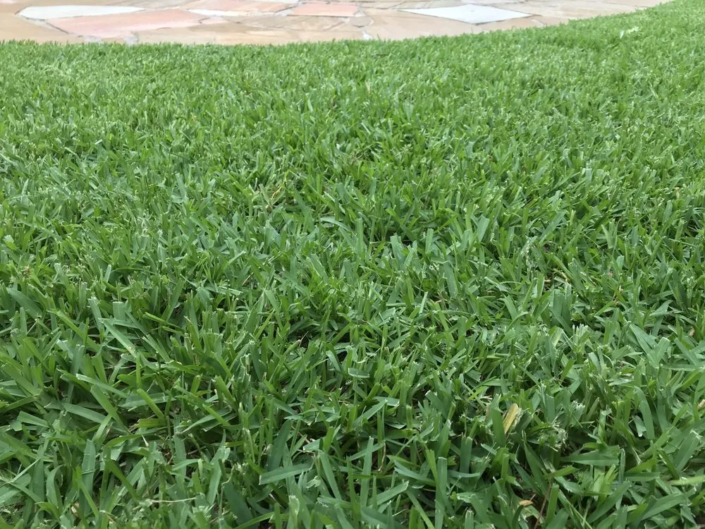 Affordable yard maintenance in New Orleans, LA - Clean Air Lawn Care of New Orleans