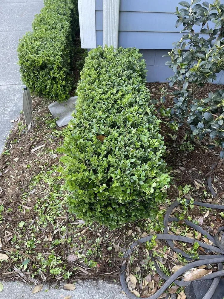 Affordable yard maintenance near you in New Orleans, LA by Clean Air Lawn Care of New Orleans