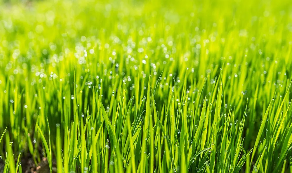 Trusted lawn care service near you in New Orleans, LA by Clean Air Lawn Care of New Orleans