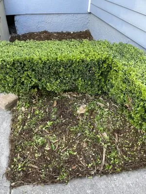 Clean Air Lawn Care of New Orleans Logo