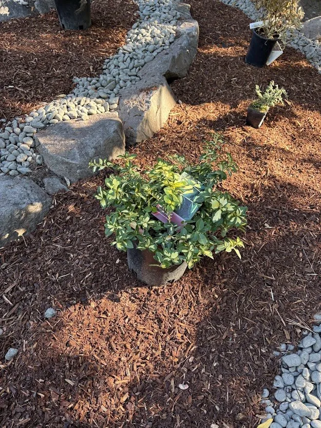 Expert landscape design experts serving Portland, OR - Clean Air Lawn Care