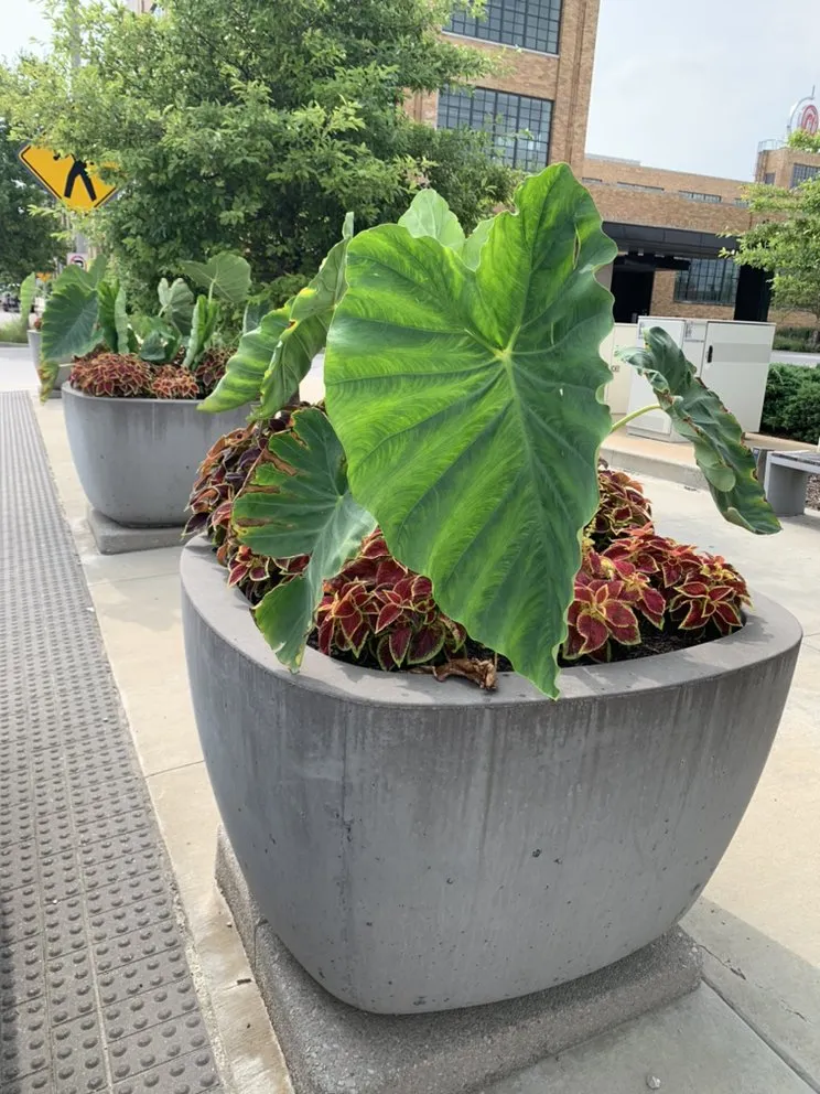 Affordable yard maintenance near you across Saint Louis, MO - Clean Air Lawn Care