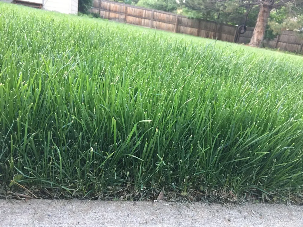 Expert lawn care service near you across Seattle, WA - Clean Air Lawn Care