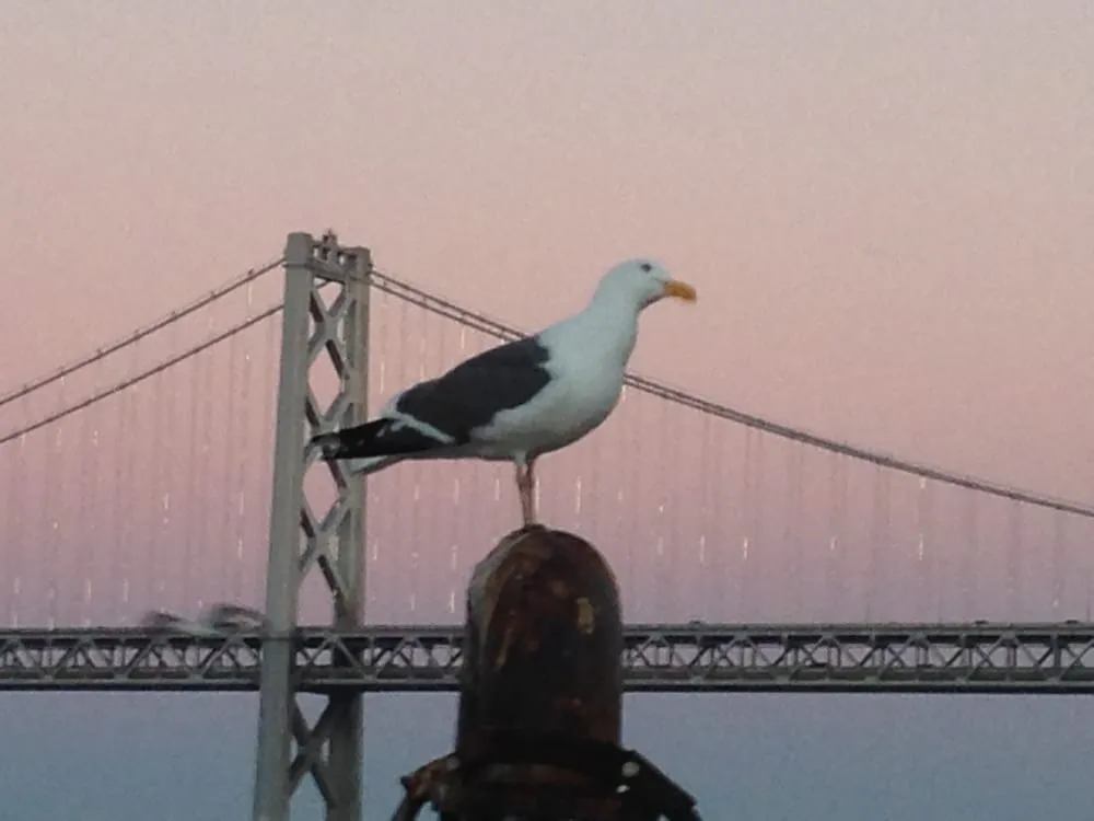 Professional landscape installation in Forestville, CA by Clean Air Lawn Care Sonoma