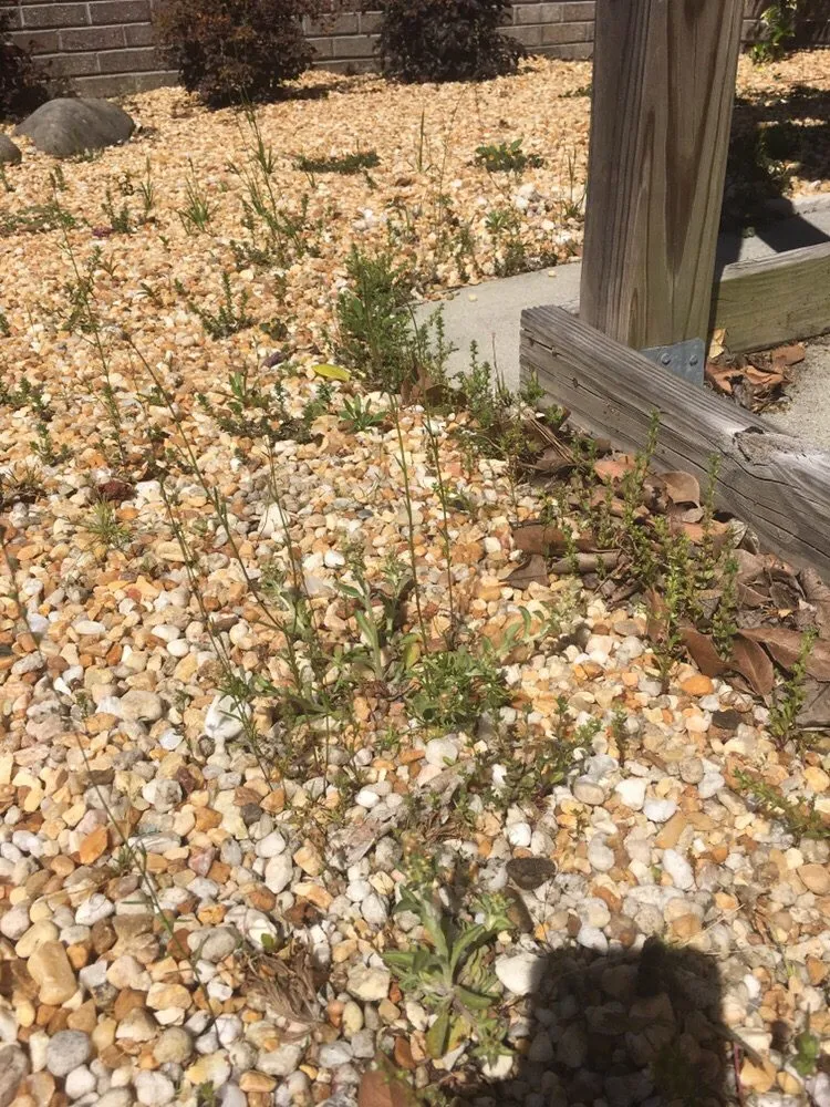 Reliable lawn mowing service for outdoor upgrades in Wilmington, NC by Clean Air Lawn Care