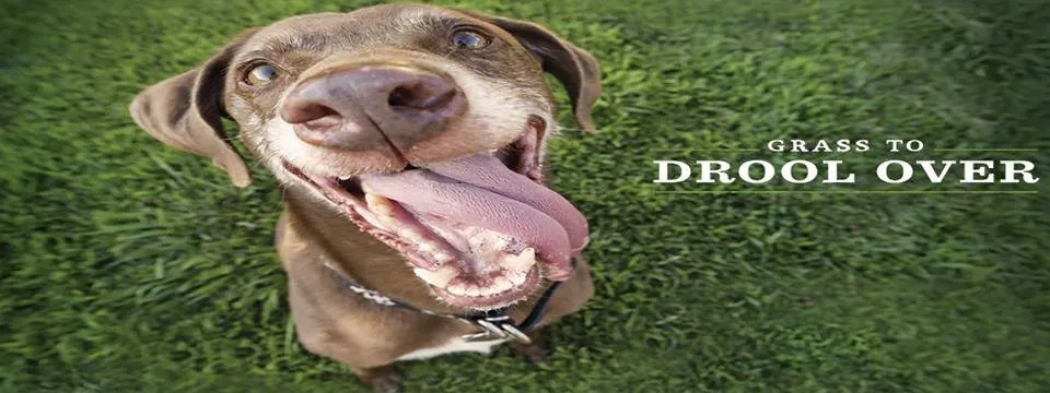 Reliable lawn care service in Wilmington, NC by Clean Air Lawn Care