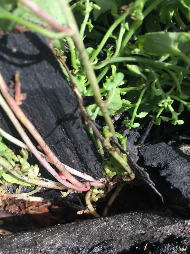 Professional landscape design near you in Justin, TX by Clean And Clear Lawn And Landscaping