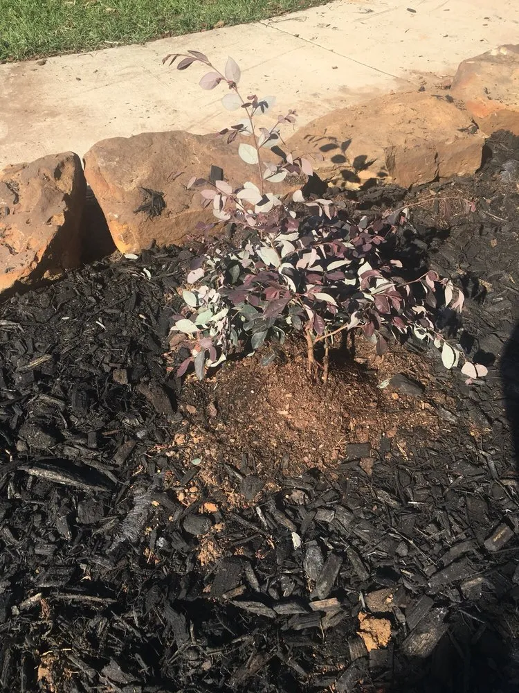 Top-rated outdoor landscaping for homes across Justin, TX - Clean And Clear Lawn And Landscaping