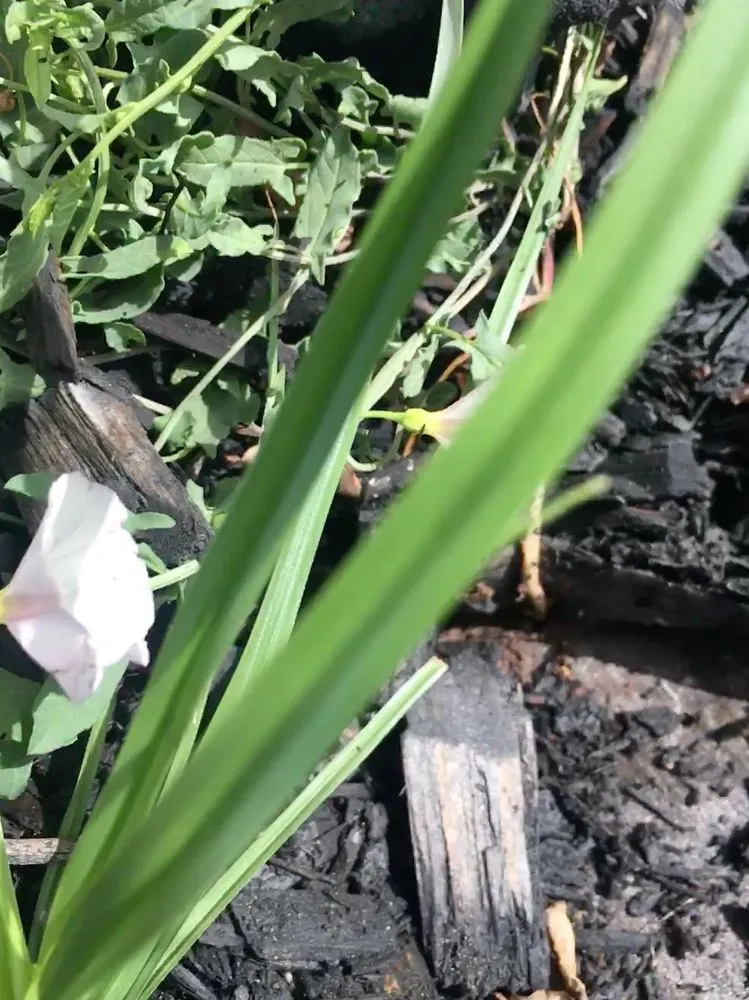 Top-rated lawn mowing service for year-round maintenance across Justin, TX - Clean And Clear Lawn And Landscaping