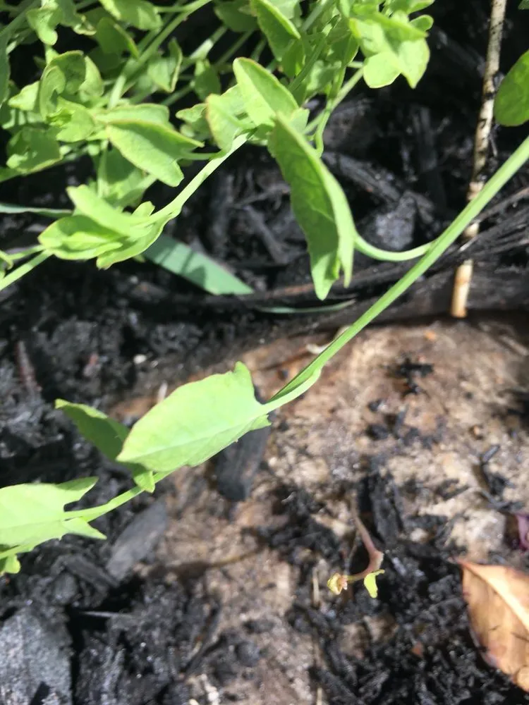 Reliable landscape design in Justin, TX by Clean And Clear Lawn And Landscaping