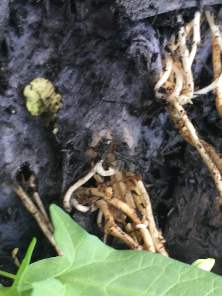 Affordable lawn care service experts serving Justin, TX - Clean And Clear Lawn And Landscaping