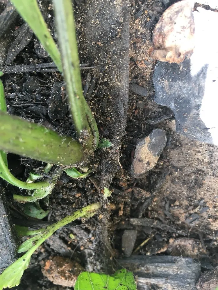 Trusted lawn mowing service in Justin, TX by Clean And Clear Lawn And Landscaping