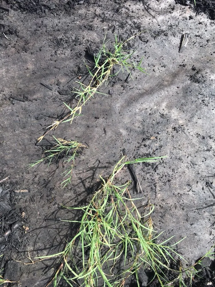 Professional residential landscaping for homes in Justin, TX by Clean And Clear Lawn And Landscaping