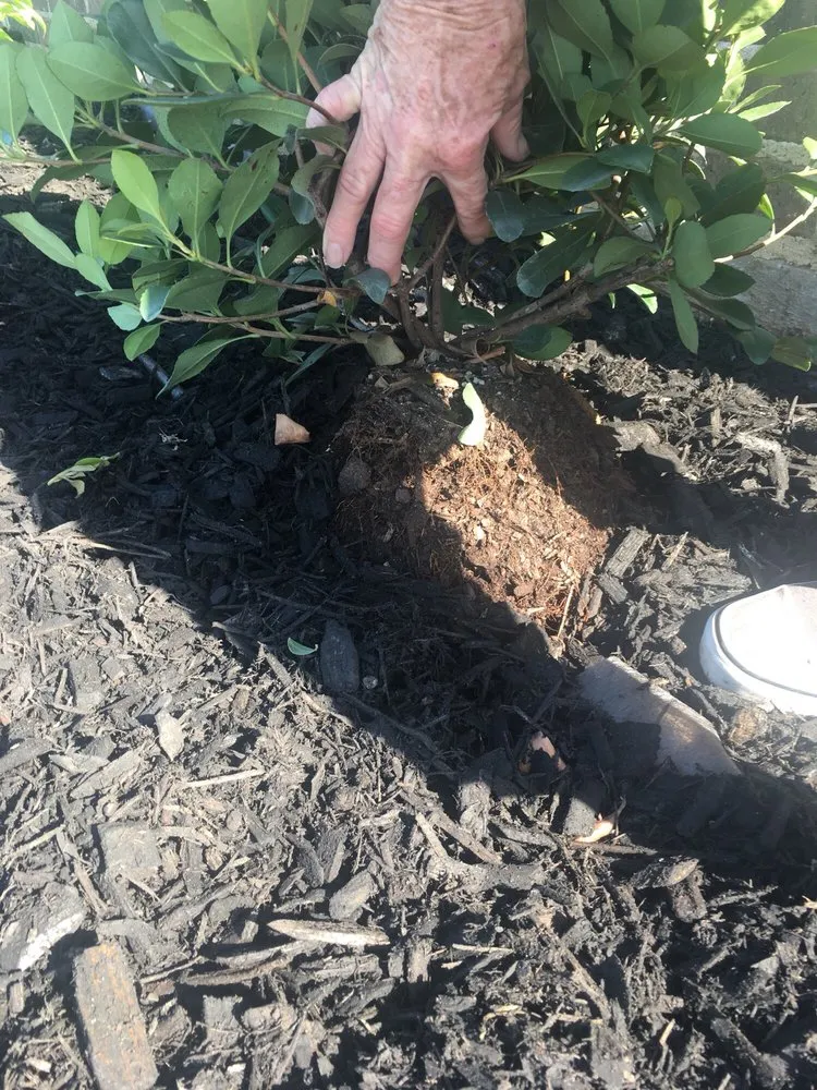 Local landscaping services in Justin, TX - Clean And Clear Lawn And Landscaping