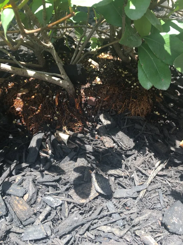 Expert garden landscaping for year-round maintenance across Justin, TX - Clean And Clear Lawn And Landscaping