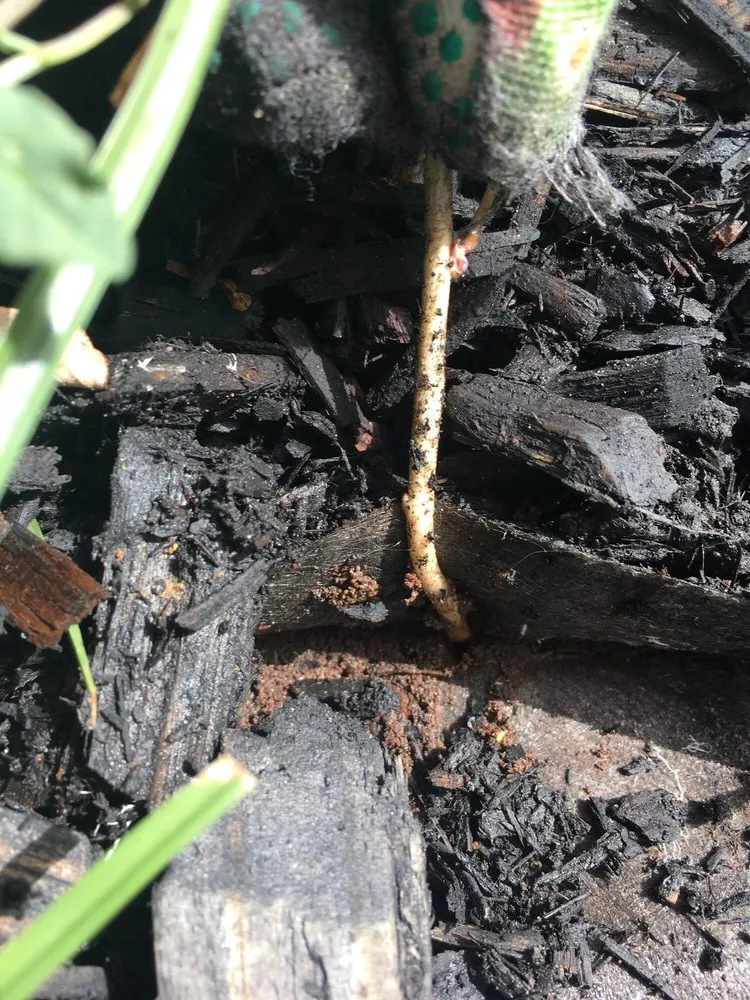 Top-rated landscape design experts serving Justin, TX - Clean And Clear Lawn And Landscaping