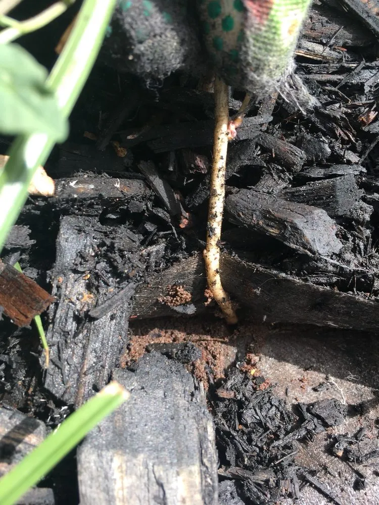 Local landscape installation for year-round maintenance across Justin, TX - Clean And Clear Lawn And Landscaping