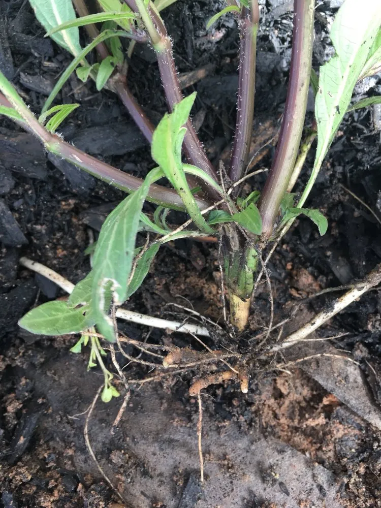 Custom outdoor landscaping with custom design in Justin, TX by Clean And Clear Lawn And Landscaping