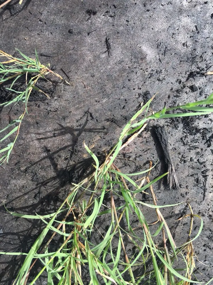 Reliable landscape design experts serving Justin, TX - Clean And Clear Lawn And Landscaping