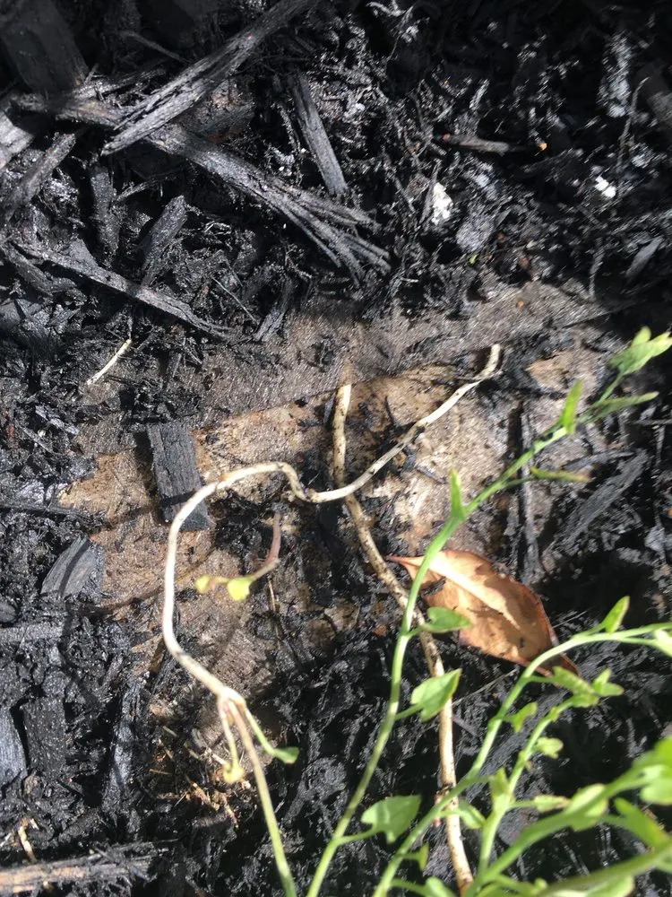 Expert landscape design for year-round maintenance in Justin, TX by Clean And Clear Lawn And Landscaping