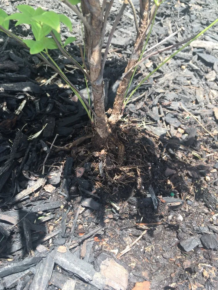 Local yard maintenance in Justin, TX by Clean And Clear Lawn And Landscaping