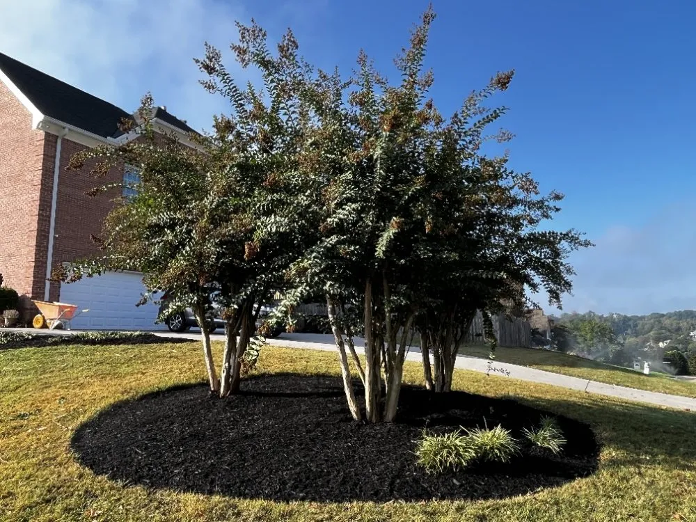 Reliable yard maintenance for year-round maintenance across Knoxville, TN - Clean and Simple Lawn Care