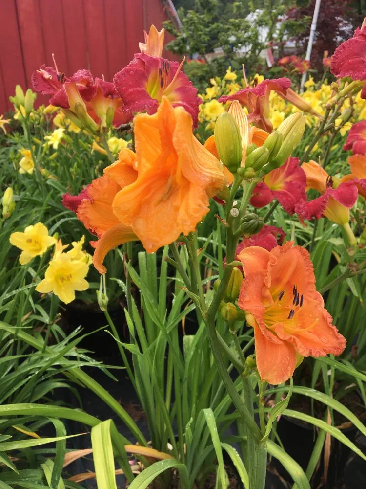 Top-rated residential landscaping in Bedford, NH - Clean Creations