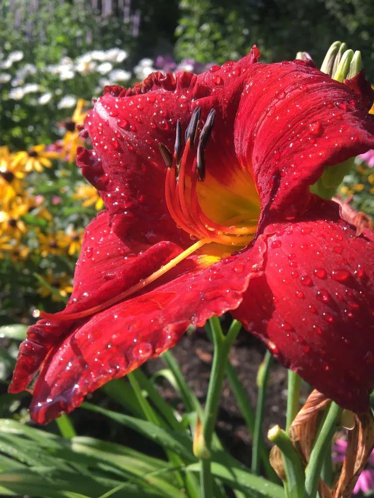 Trusted landscape installation experts serving Bedford, NH - Clean Creations