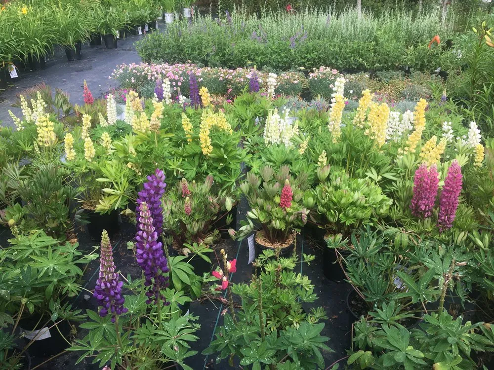 Reliable lawn mowing service in Bedford, NH - Clean Creations