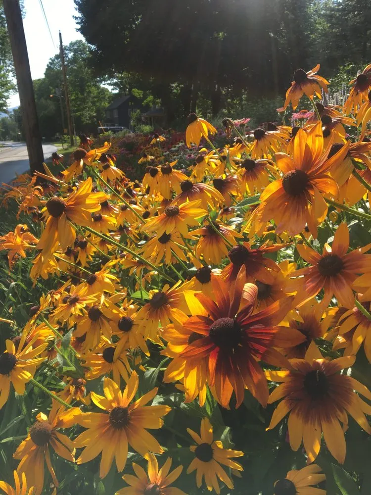 Expert landscape design in Bedford, NH by Clean Creations