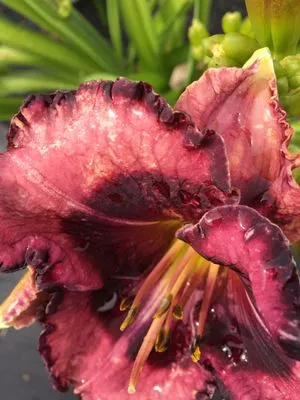 Clean Creations Logo