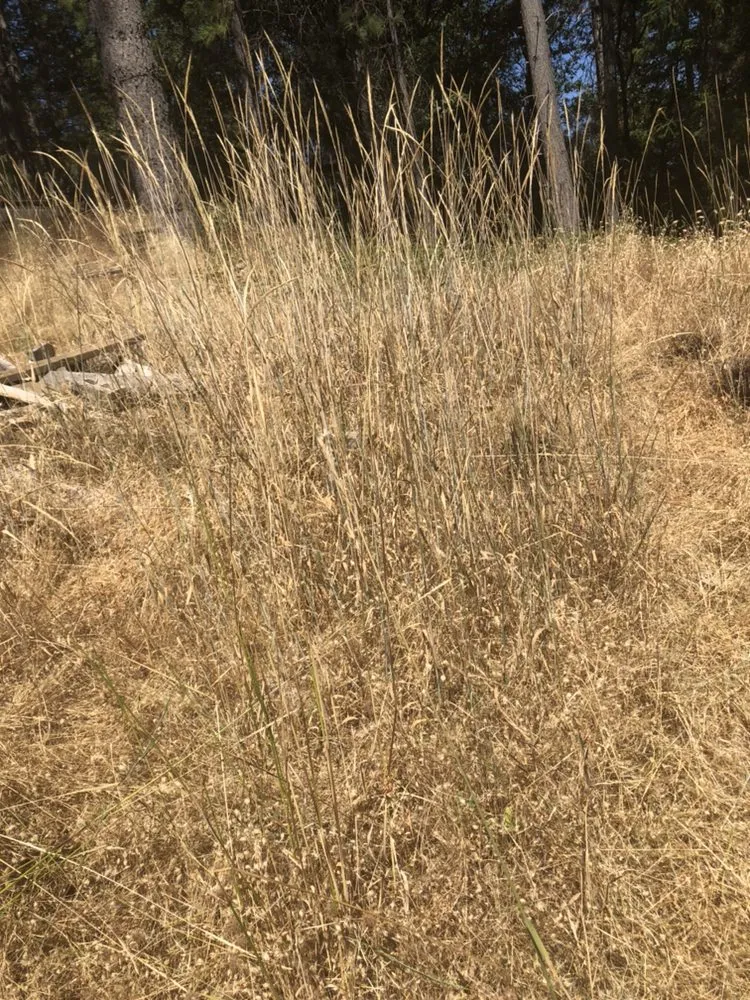 Expert lawn mowing service in Nevada City, CA - Clean Cut Grass