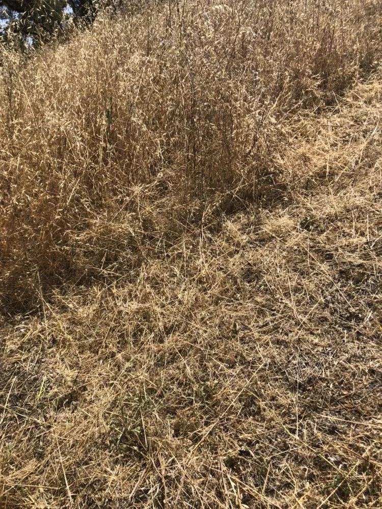 Local lawn care service with custom design across Nevada City, CA - Clean Cut Grass