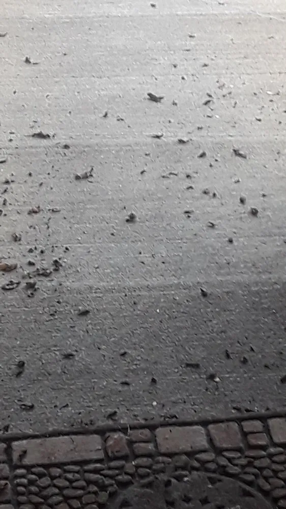 Top-rated lawn mowing service in Lynden, WA by Clean Cut Landscape & Design