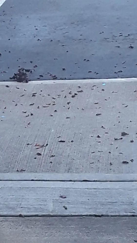 Affordable yard maintenance in Lynden, WA by Clean Cut Landscape & Design