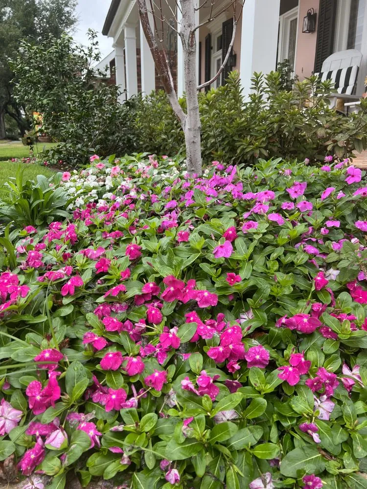 Affordable lawn care service for residential properties in Kenner, LA by Clean Cut Landscape Co.