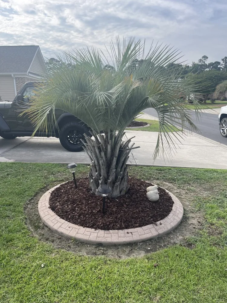 Affordable lawn care service for beautiful yards across Myrtle Beach, SC - Clean-Cut Landscaping & More