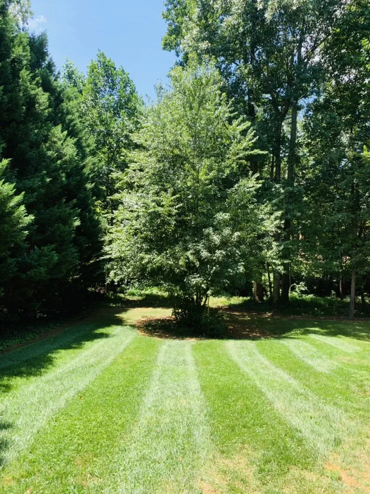 Professional yard cleanup service in Charlotte, NC by Clean Cut Landscaping