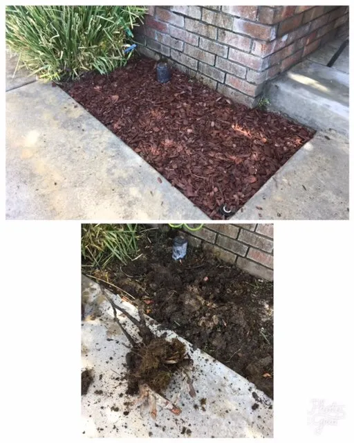 Expert yard cleanup service for homes across Murrieta, CA - Clean Cut Landscaping