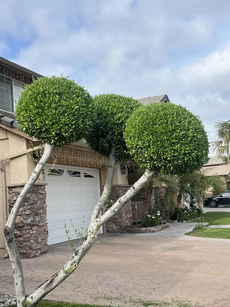 Affordable lawn care service experts serving Rialto, CA - Clean Cut Lawn & Landscape