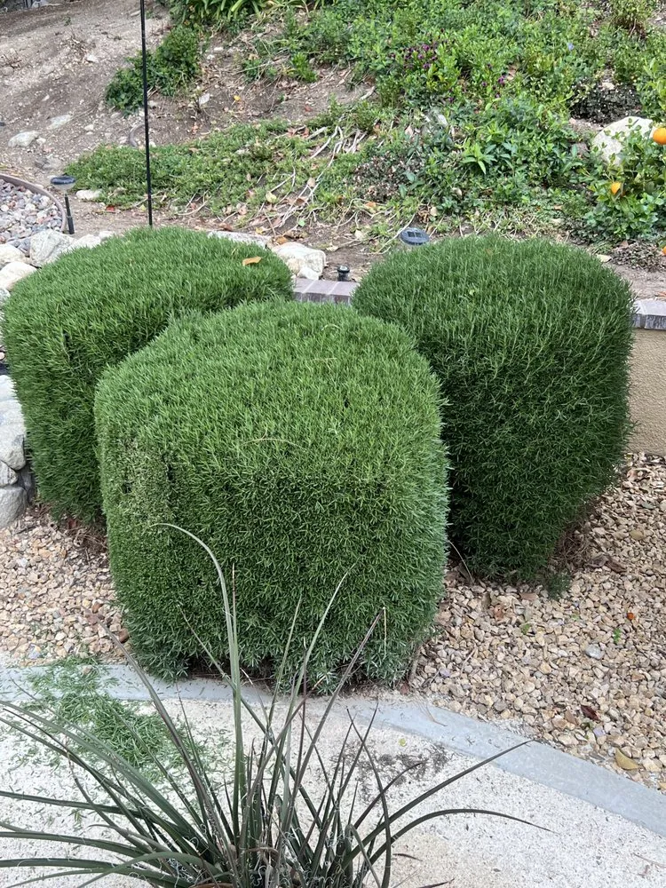 Local lawn mowing service for outdoor upgrades across Rialto, CA - Clean Cut Lawn & Landscape