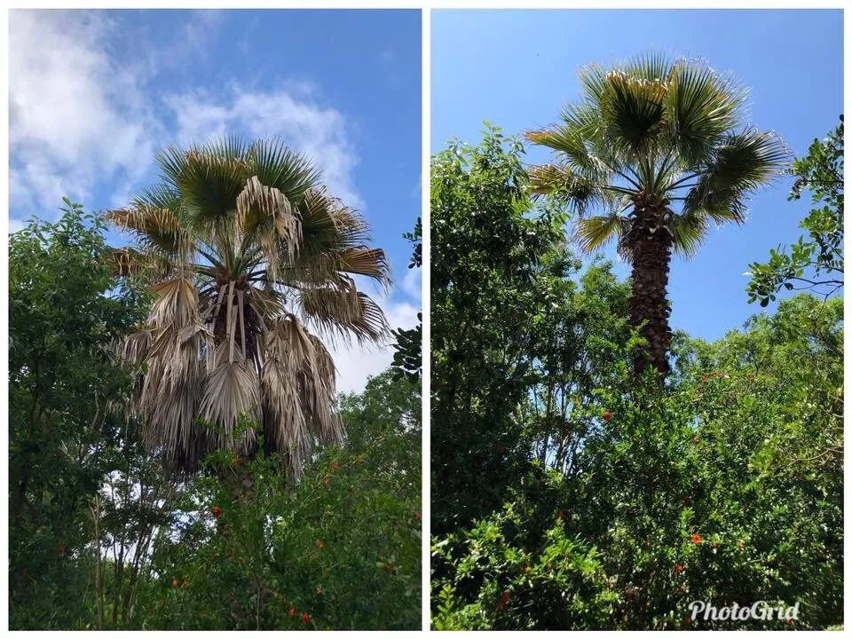 Expert outdoor landscaping for homes across Boerne, TX - Clean Cut Lawn Care