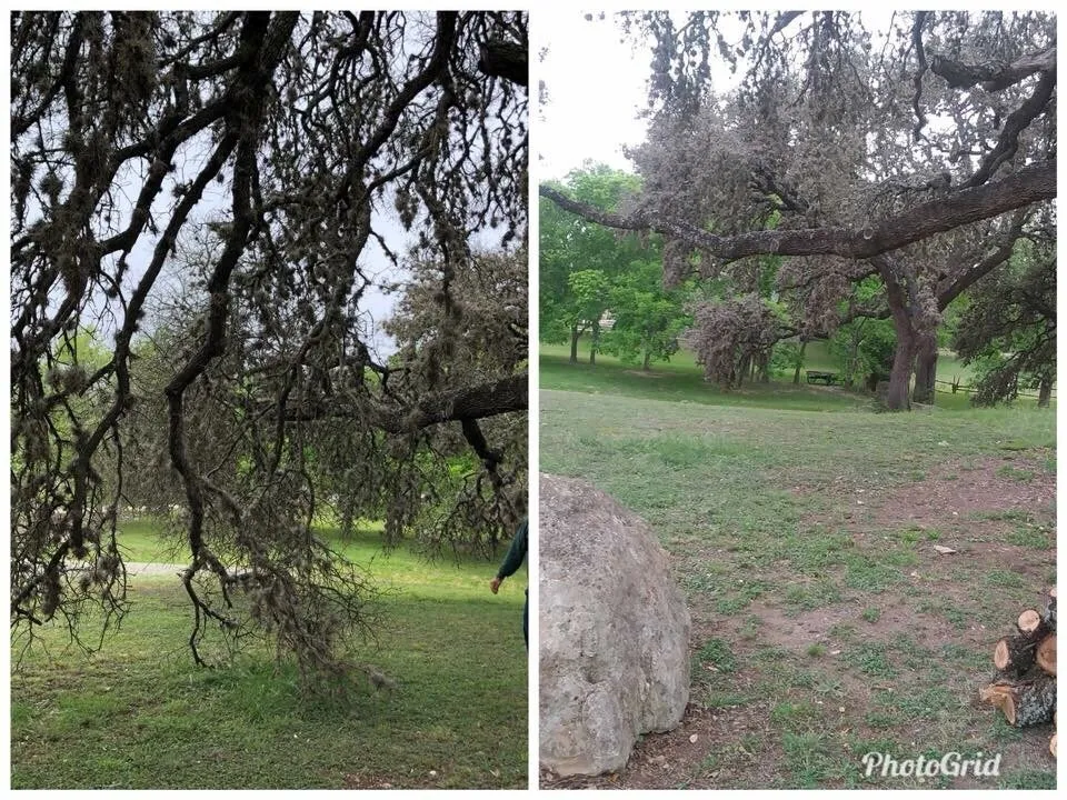 Professional yard maintenance in Boerne, TX by Clean Cut Lawn Care