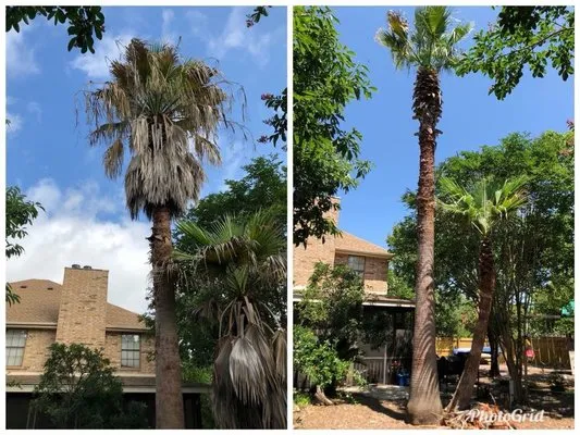 Clean Cut Lawn Care Logo